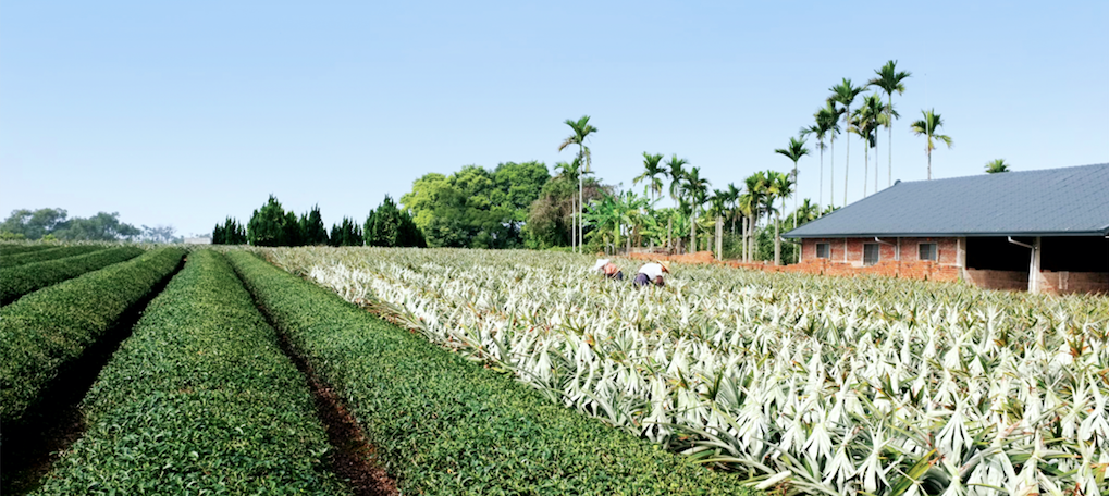 SunnyHills Estate at Nantou, Taiwan