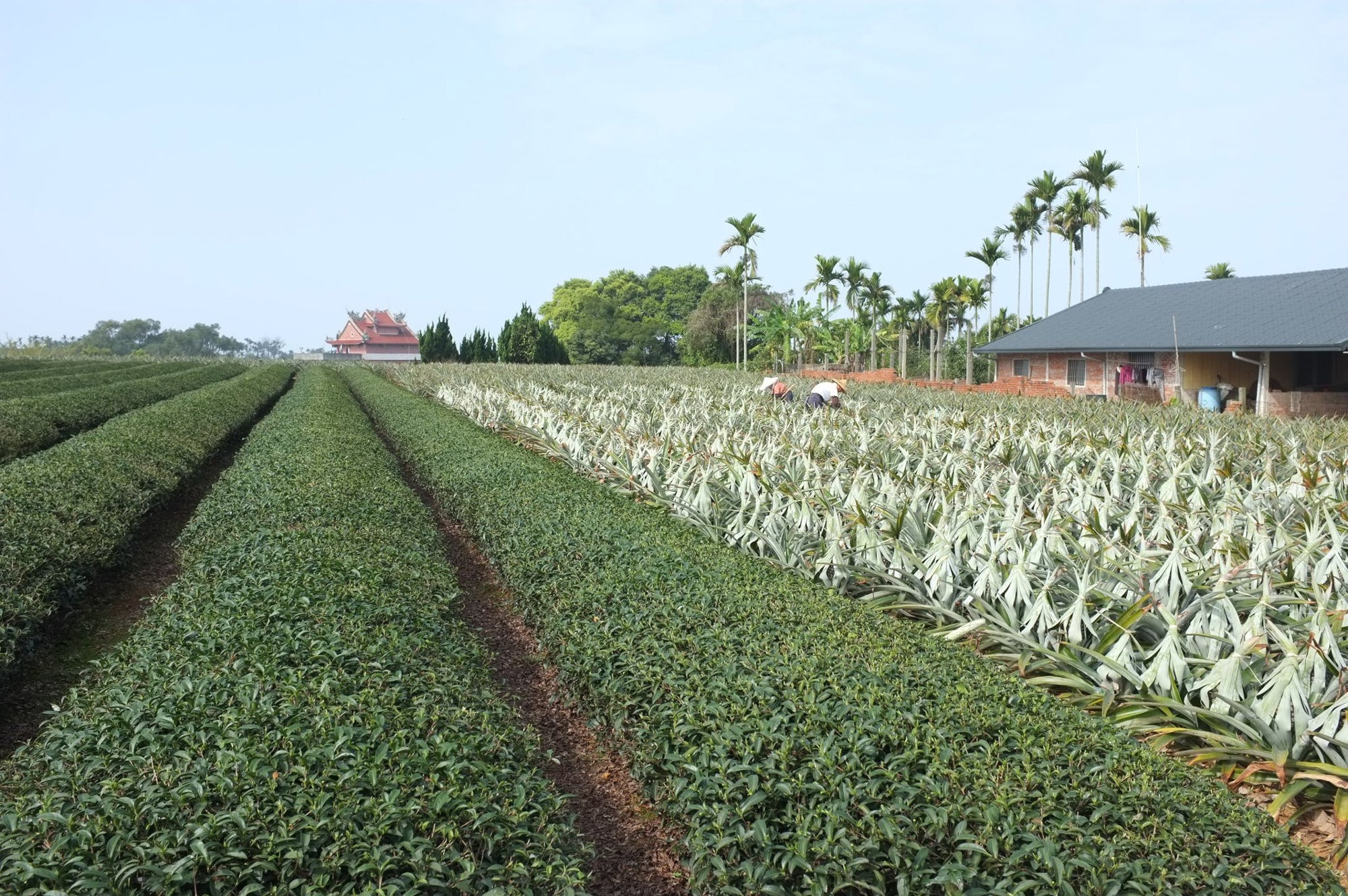 sunnyhills pineapple farm nantou