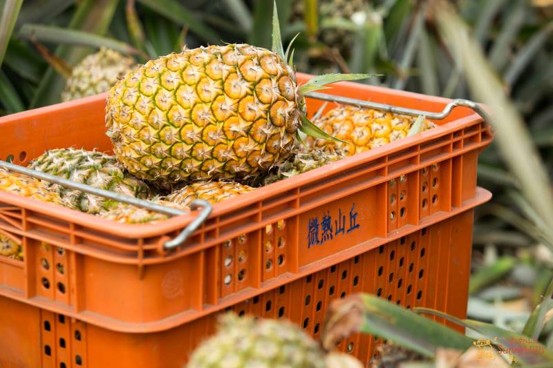 raw pineapple in SunnyHills basket