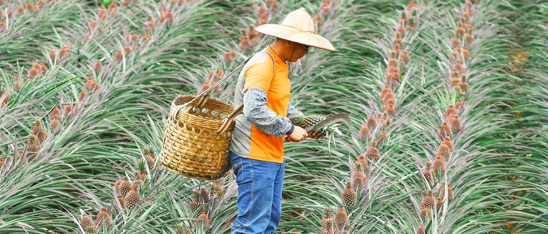 pineapple farmer harvesting pineapple
