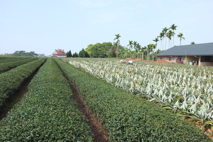 sunnyhills pineapple farm nantou
